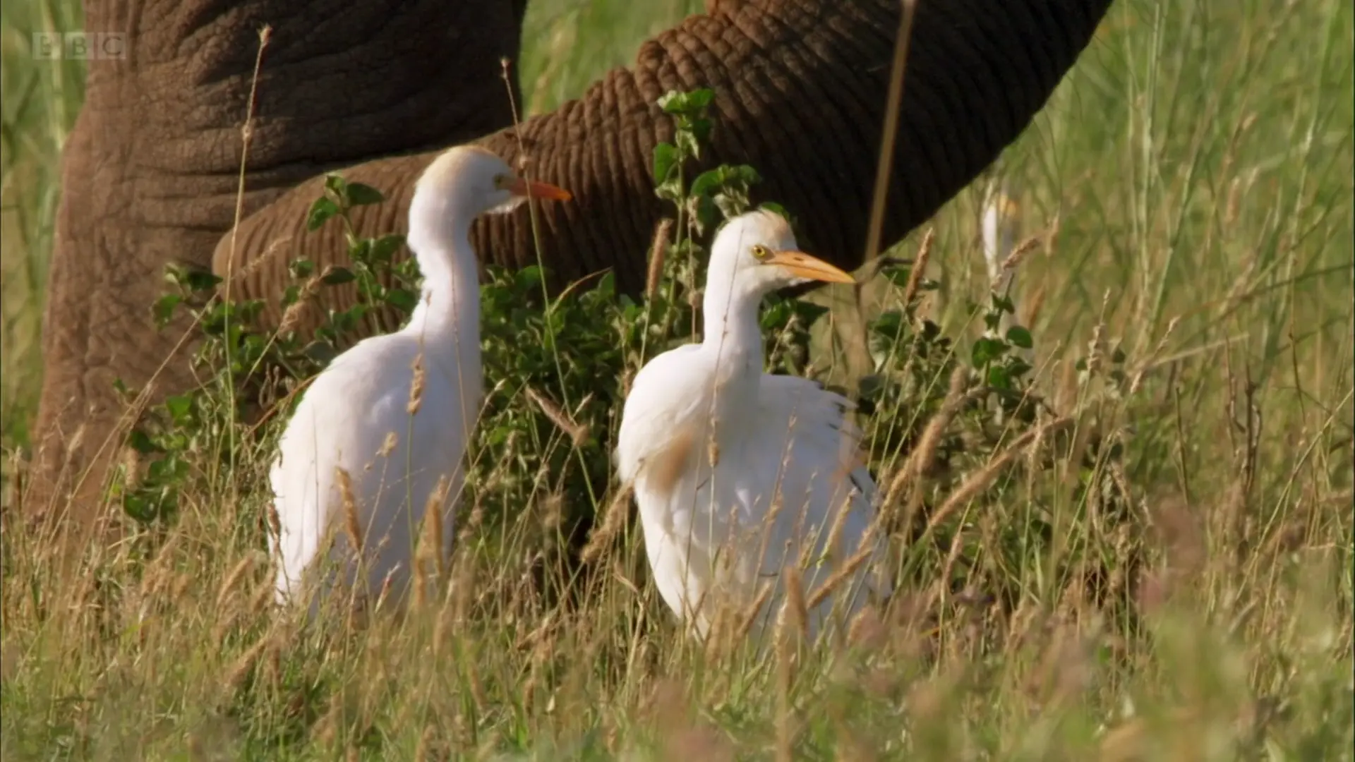 Western cattle egret (Bubulcus ibis ibis) as shown in Africa - Savannah
